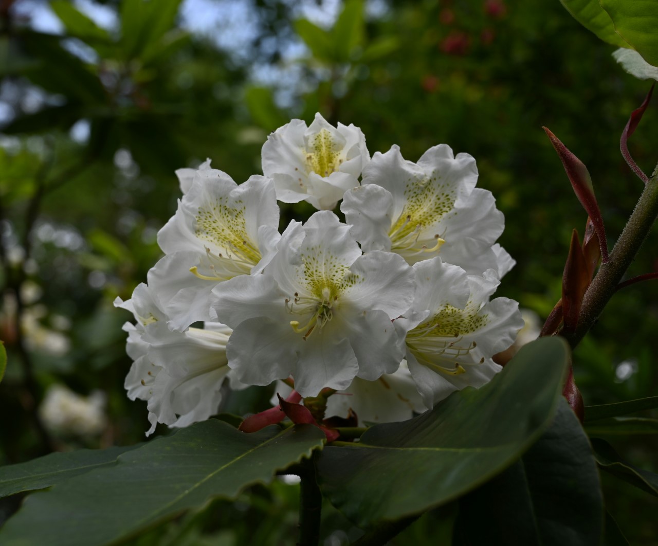 hemsleyanum x ungernii